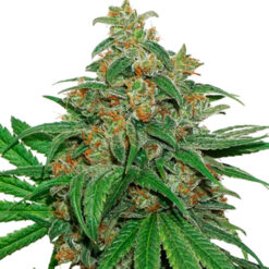 Auto AK420 fem. Seedstockers