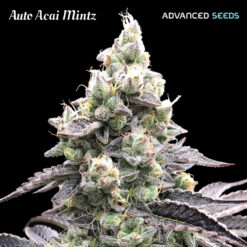 Auto Acai Mintz fem. Advanced Seeds
