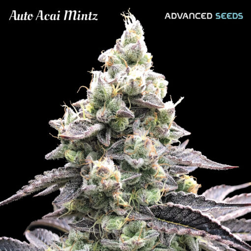 Auto Acai Mintz fem. Advanced Seeds