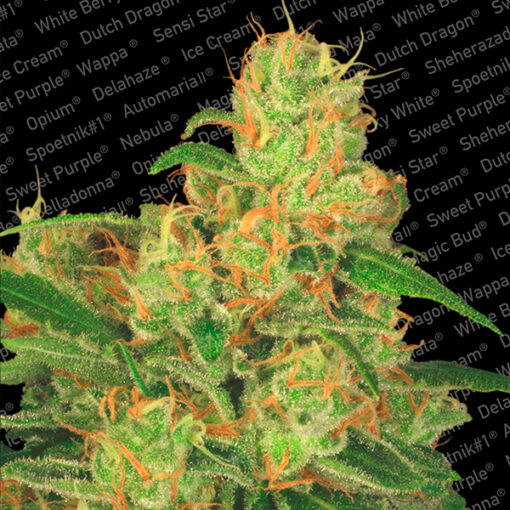 Auto Acid fem. Paradise Seeds