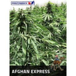 Auto Afghan Express fem. Positronics Seeds