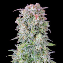 Auto Afghan Kush fem. FastBuds Seeds