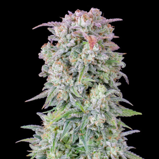 Auto Afghan Kush fem. FastBuds Seeds
