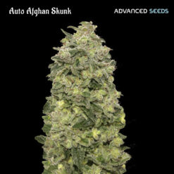 Auto Afghan Skunk fem. Advanced Seeds