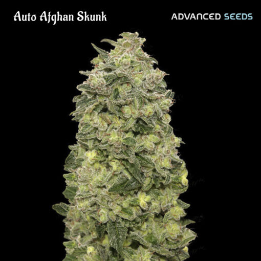 Auto Afghan Skunk fem. Advanced Seeds
