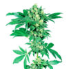 Auto Afghani #1 fem. Sensi Seeds