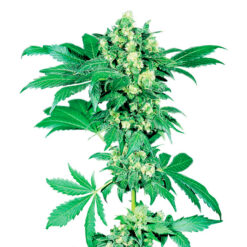 Auto Afghani #1 fem. Sensi Seeds
