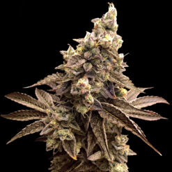 Auto Alien Candy Kush High Speed Buds