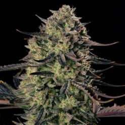 Auto Alien Gas   3 ud Silent Seeds