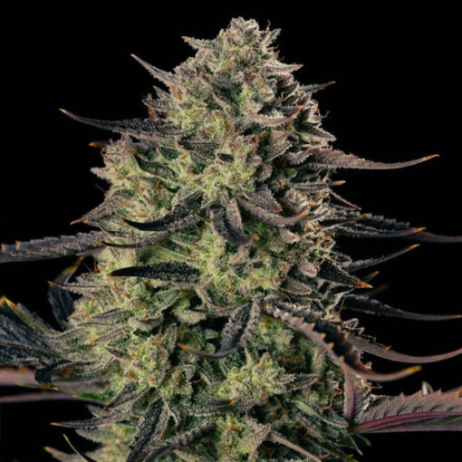 Auto Alien Gas   3 ud Silent Seeds