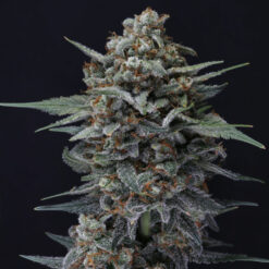 Auto Alien Snack 3 u. fem - USA Line- Pure Instinto
