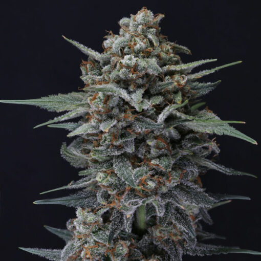 Auto Alien Snack 3 u. fem - USA Line- Pure Instinto