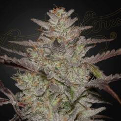 Auto Alienz fem. Green House