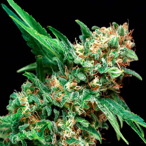 Auto Alpujarreña fem. Pyramid Seeds