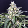 Auto Amazon Haze fem. R-Kiem Seeds