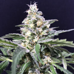 Auto Amazon Haze fem. R-Kiem Seeds