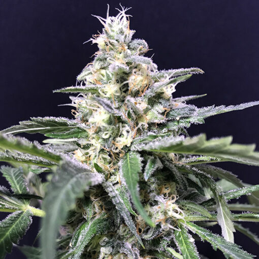 Auto Amazon Haze fem. R-Kiem Seeds