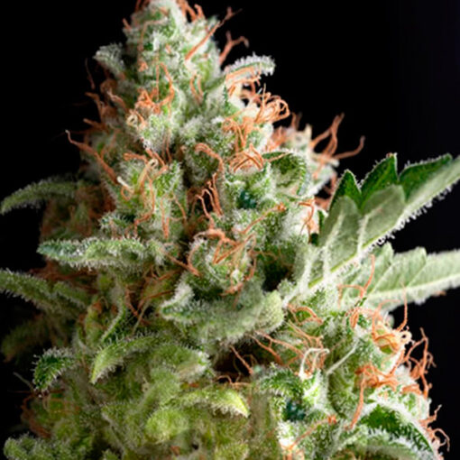 Auto American Pie fem. Pyramid Seeds