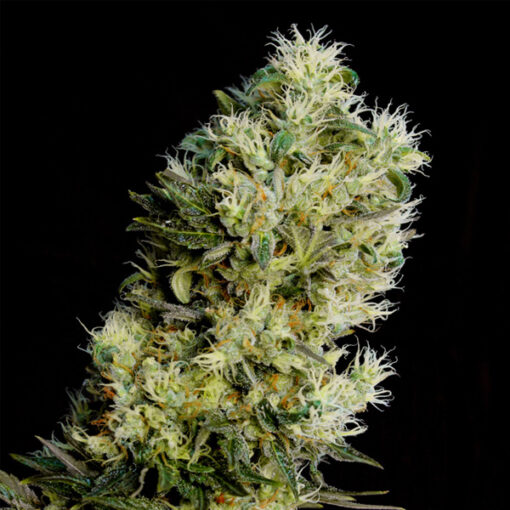 Auto Amnesia Bilbo fem. Genehtik