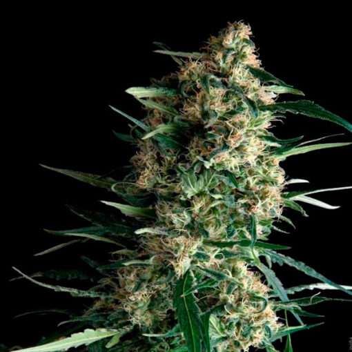 Auto Amnesia Gold fem. Pyramid Seeds