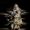 Auto Amnesia Haze. Expert Seeds