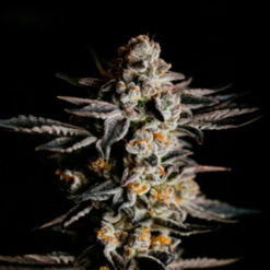 Auto Amnesia Haze. Expert Seeds