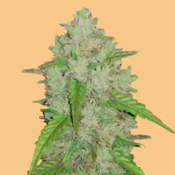 Auto Amnesia Haze fem. FastBuds Seeds
