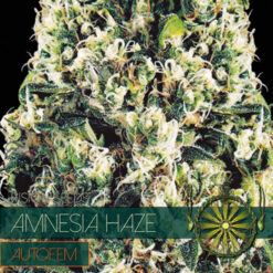 Auto Amnesia Haze 3+1 u. fem. Vision Seeds