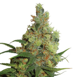 Auto Amnesia Haze fem. Nirvana