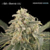 Auto Amnesia XXL fem. Advanced Seeds