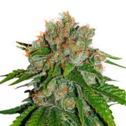 Auto Amnesia fem. Seedstockers