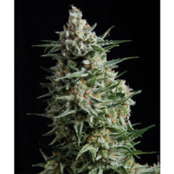Auto Anesthesia fem. Pyramid Seeds