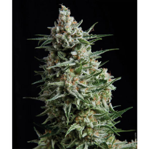 Auto Anesthesia fem. Pyramid Seeds