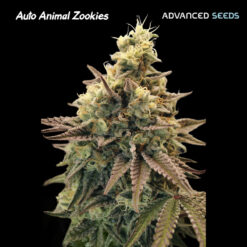 Auto Animal Zookies fem. Advanced Seeds