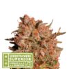 Auto Apollo Black Cherry fem. Seedstockers Superior