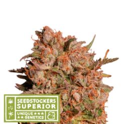 Auto Apollo Black Cherry fem. Seedstockers Superior