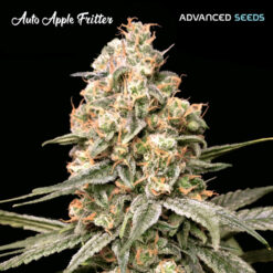 Auto Apple Fritter fem. Advanced Seeds