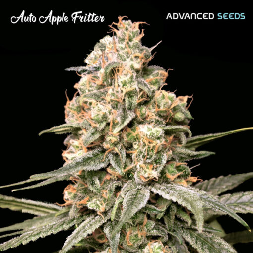 Auto Apple Fritter fem. Advanced Seeds