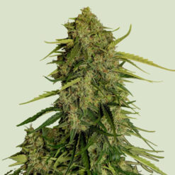 Auto Atlas CBD F1 -  5 u. fem. Royal Queen
