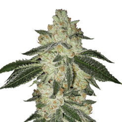 Auto Aurora Indica fem. Nirvana