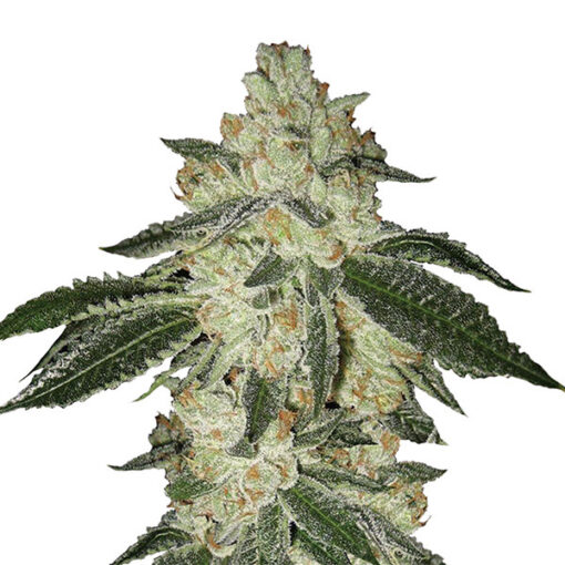 Auto Aurora Indica fem. Nirvana