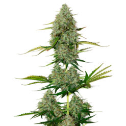 Auto BCN Critical XXL fem. Seedstockers