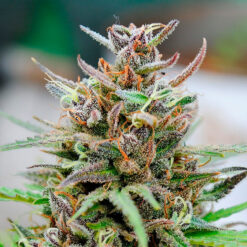Auto Baby Boom fem. Kannabia Seeds