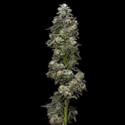Auto Baker´s Delight fem. DNA Genetics