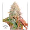 Auto Banana Blaze fem. Dutch Passion