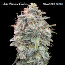 Auto Banana Cookies fem. Advanced Seeds