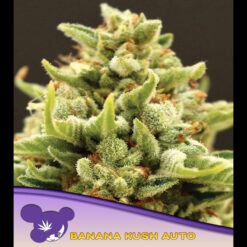 Auto Banana Kush fem. Anesia