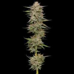 Auto Banana OG 5 u. fem Humbold Seeds Company