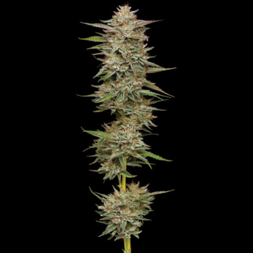 Auto Banana OG 5 u. fem Humbold Seeds Company