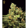 Auto Big Bang fem. Green House